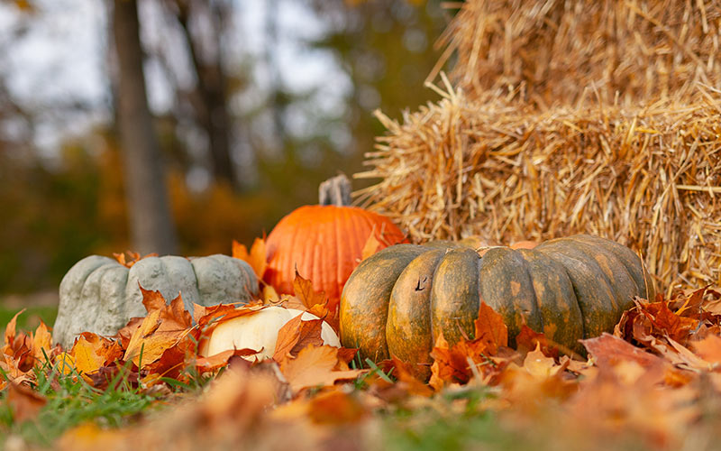It's Going To Be Fall Again!